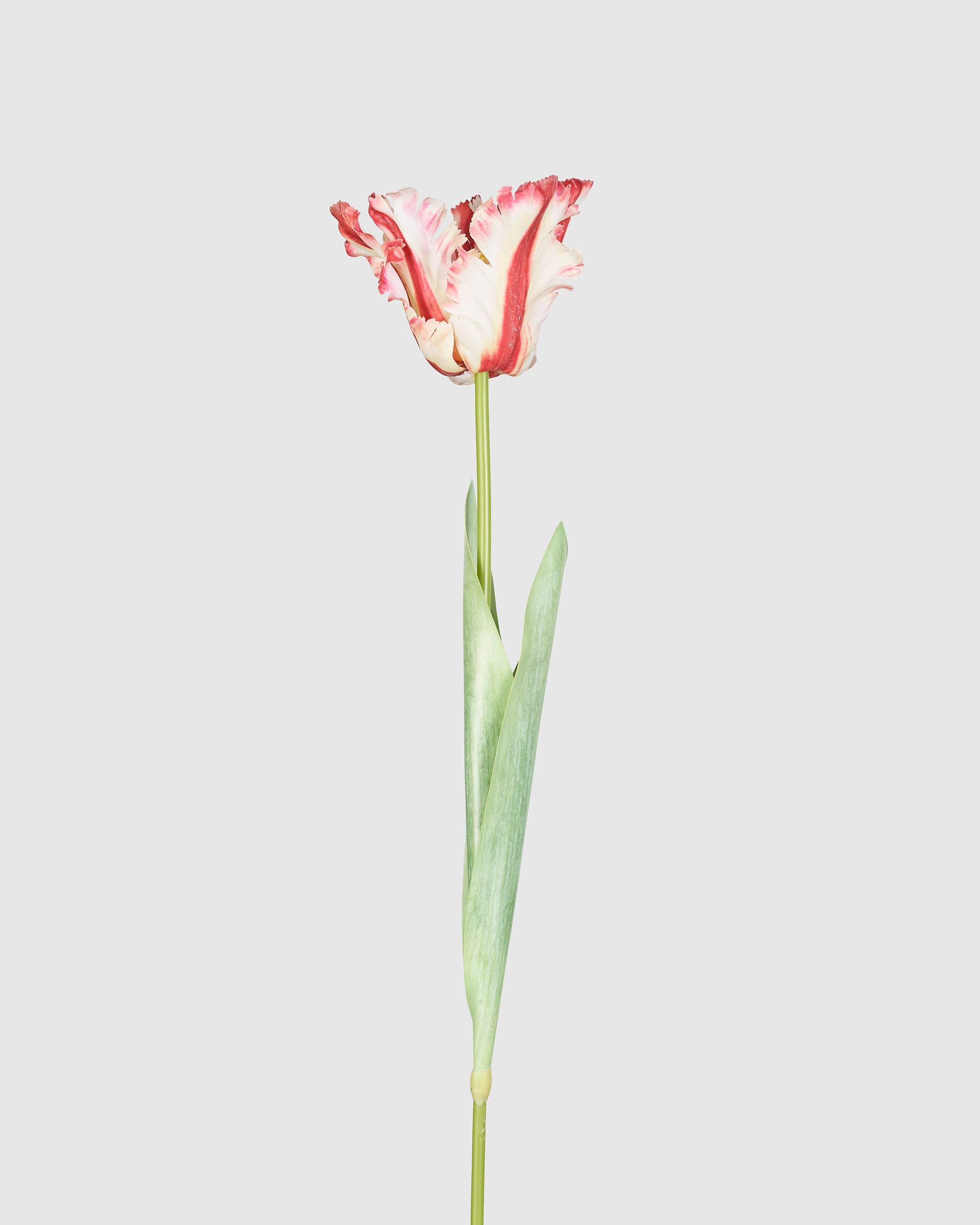Couture Parrot Tulip - Red White