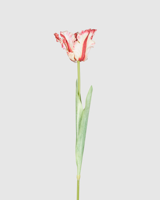 Couture Parrot Tulip - Red White