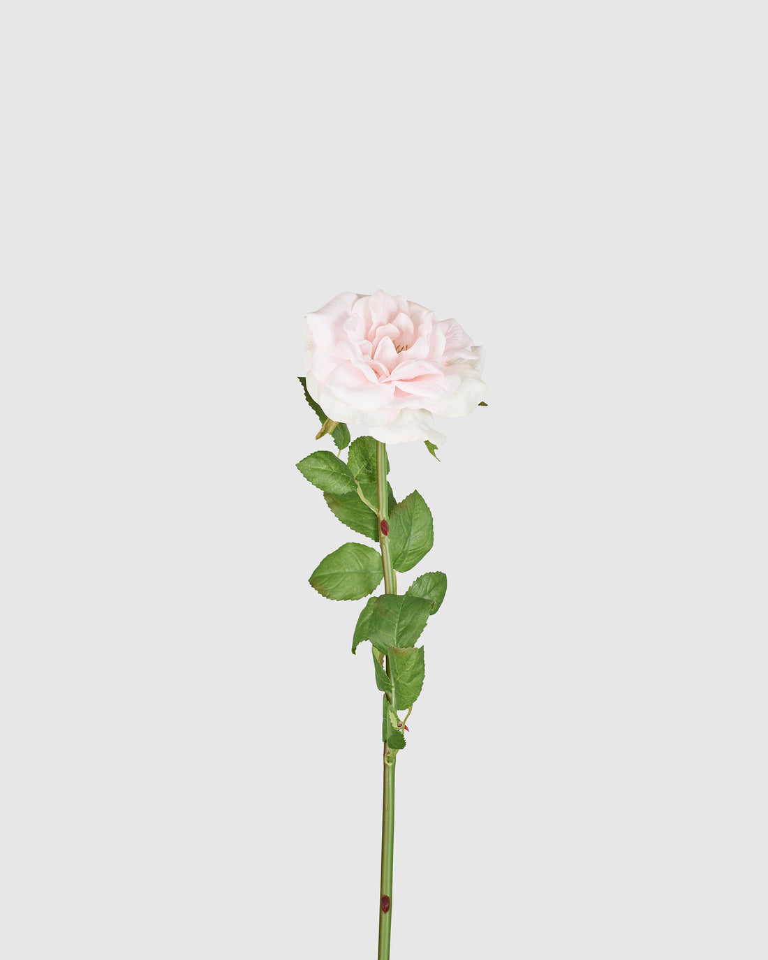 Tea Rose - Light Pink – Flowerism Studio