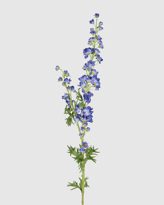 Larkspur - Blue