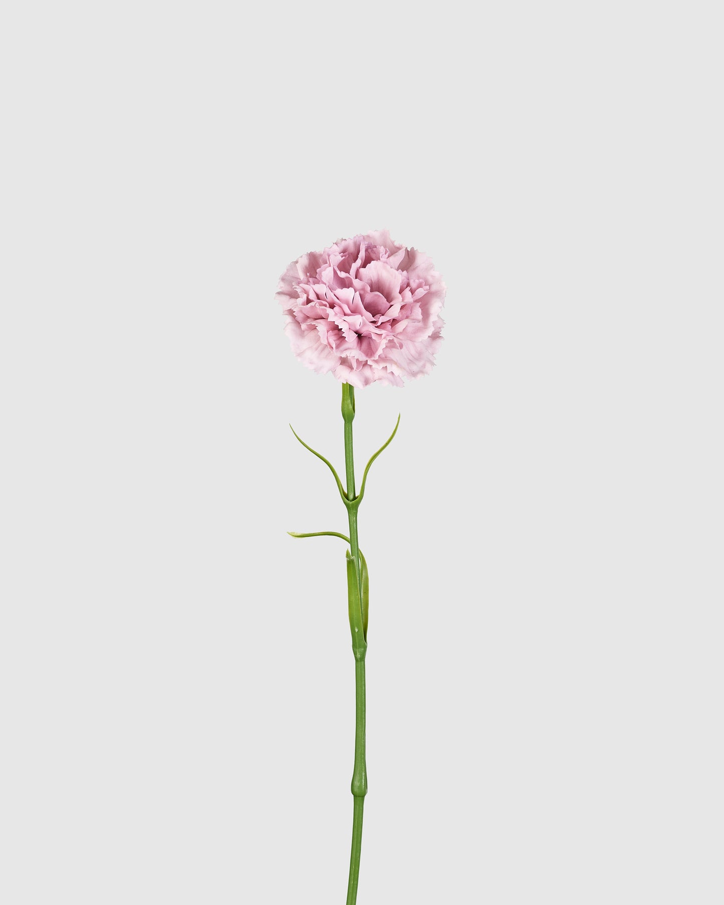 Carnation - Purple