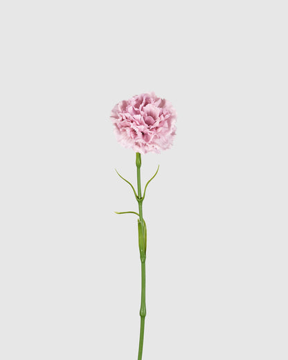 Carnation - Purple