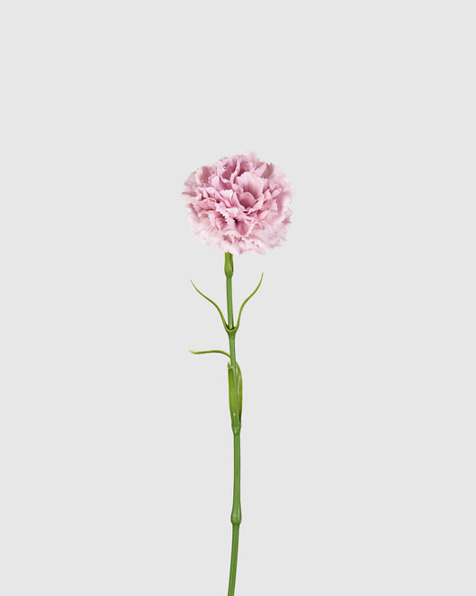 Carnation - Purple