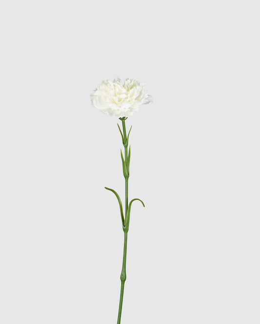 Carnation - White