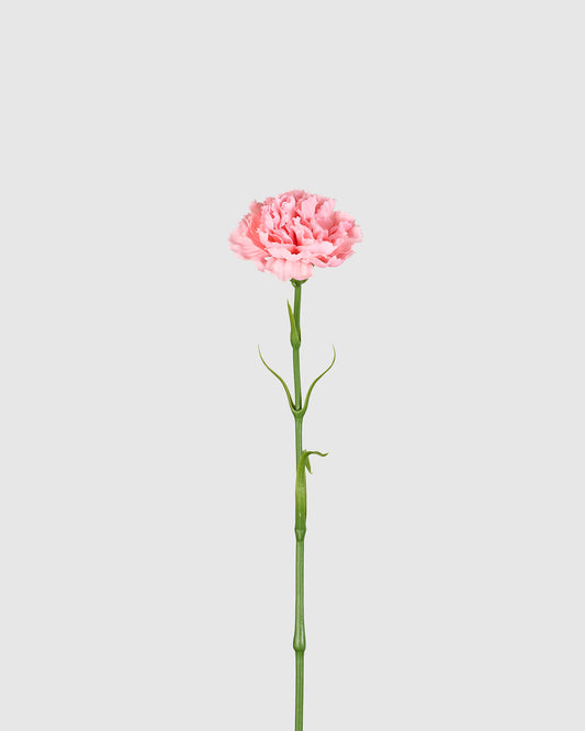 Carnation - Pink