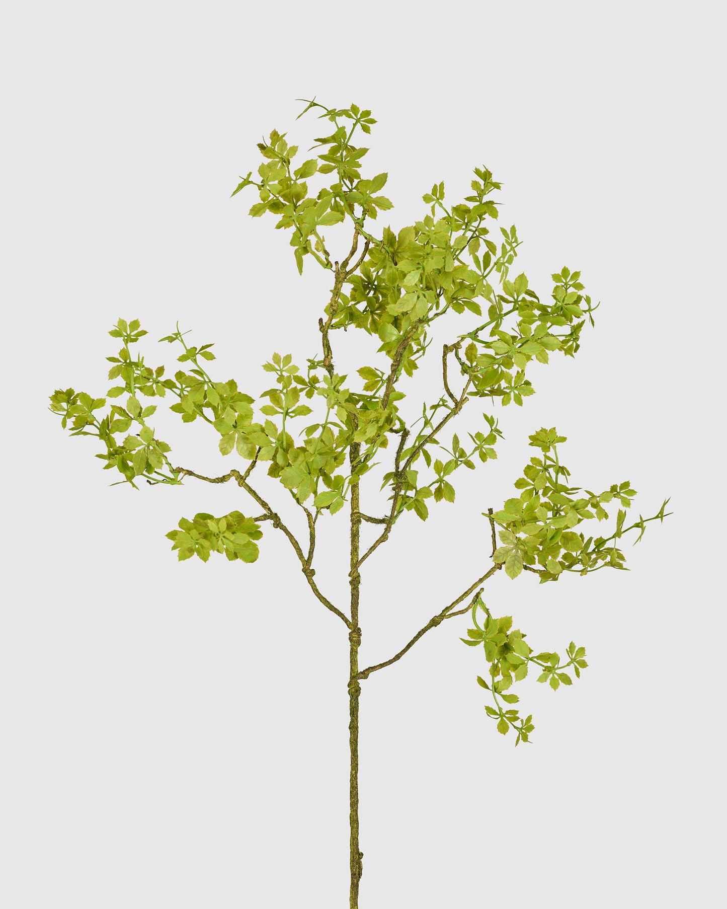 Leaf Spray