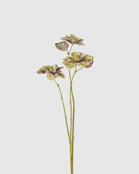 Helleborus - Green purple