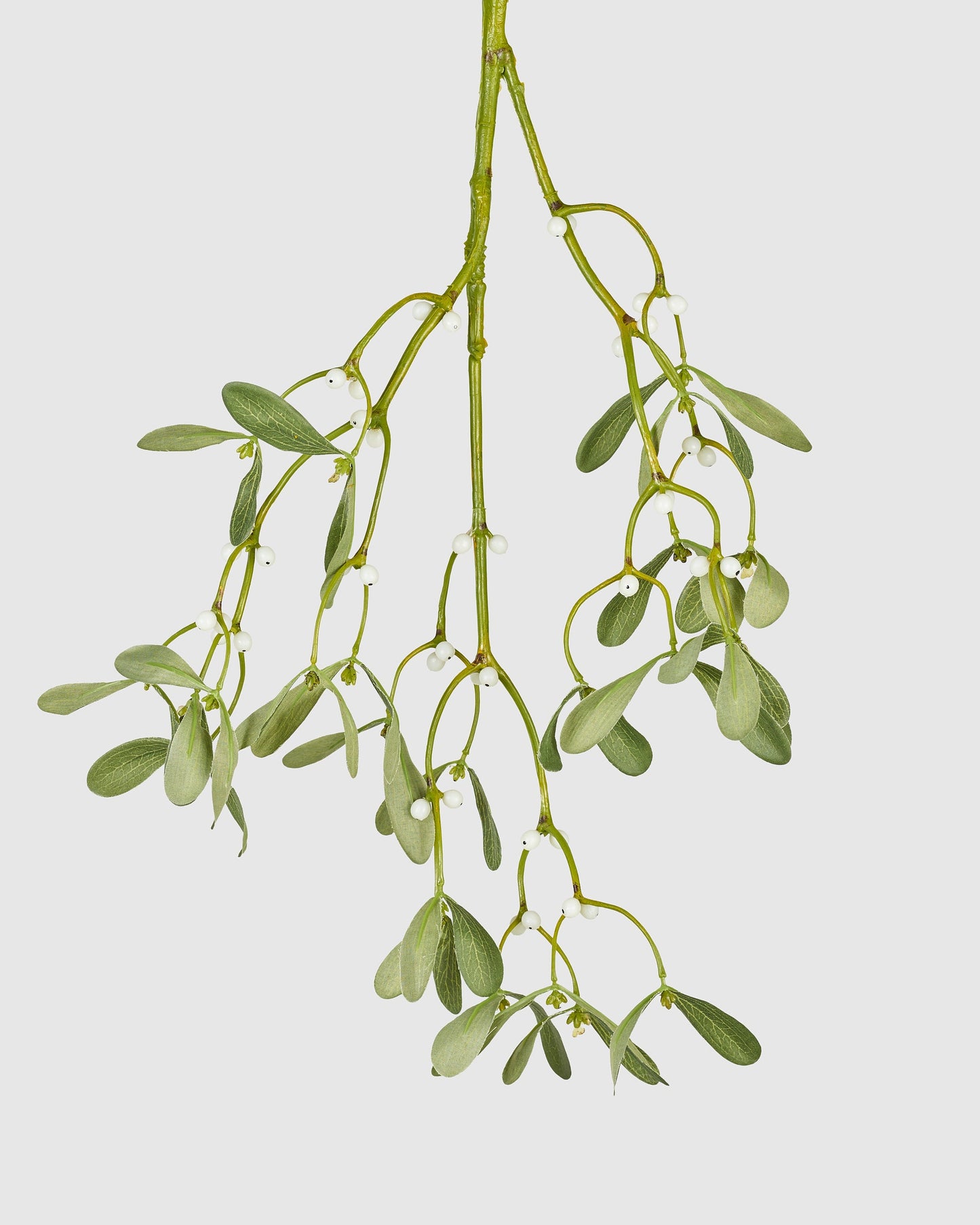 Mistletoe - Green