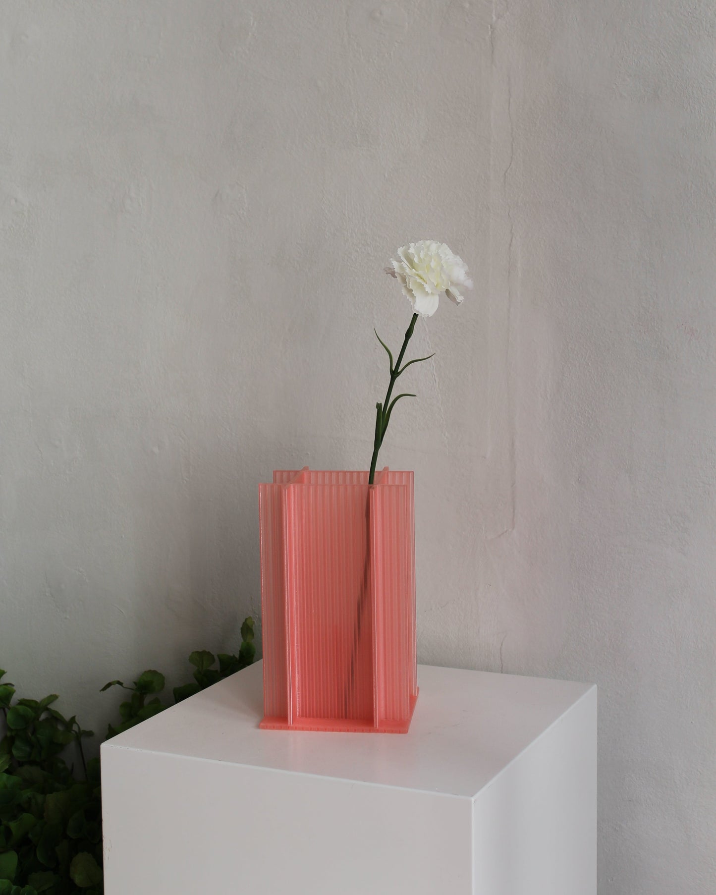 Carnation - White
