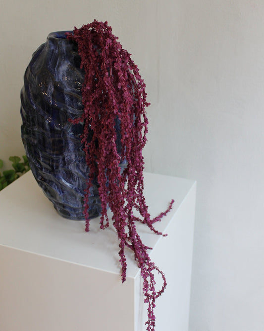 Amaranthus - Purple