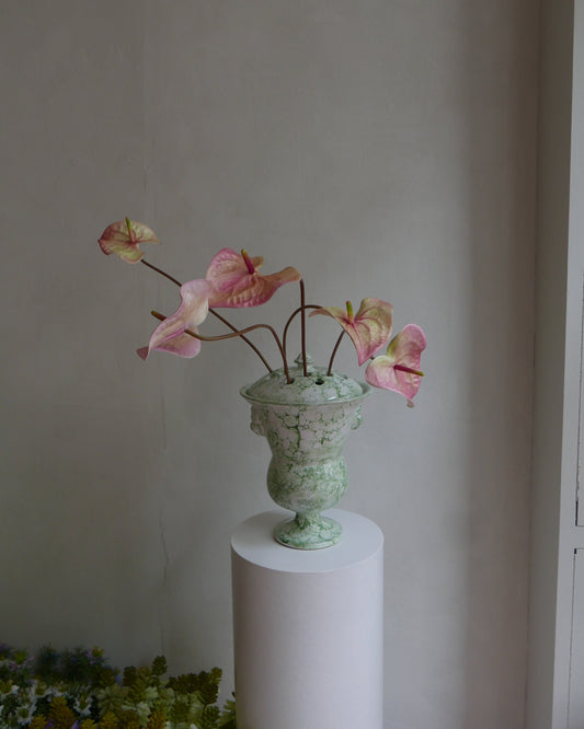 Anthurium - Pink