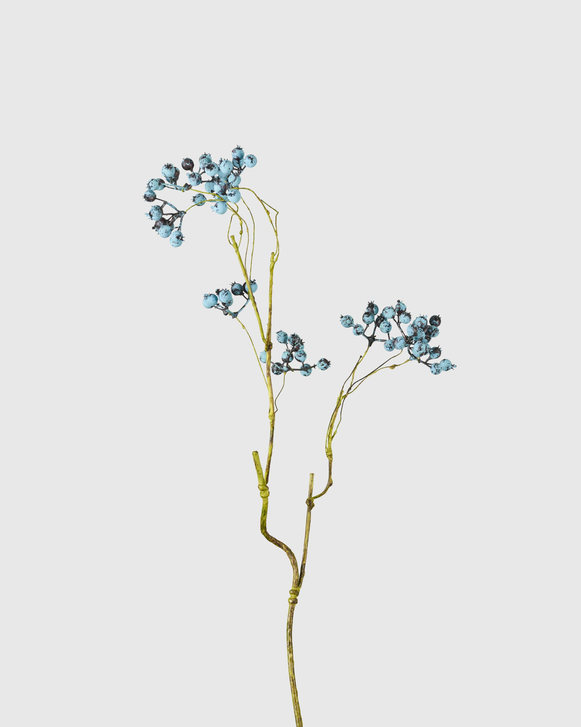 BLUEBERRY