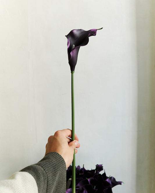 Calla Lily - Dark Purple – held in hand