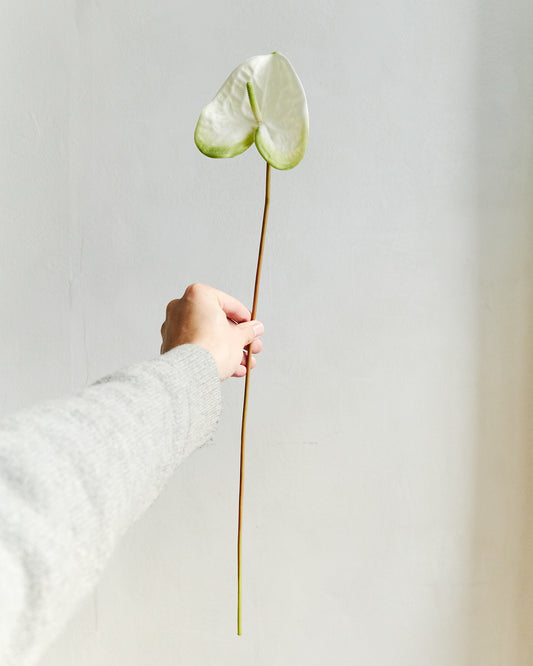 Anthurium - Spring Green – held in hand