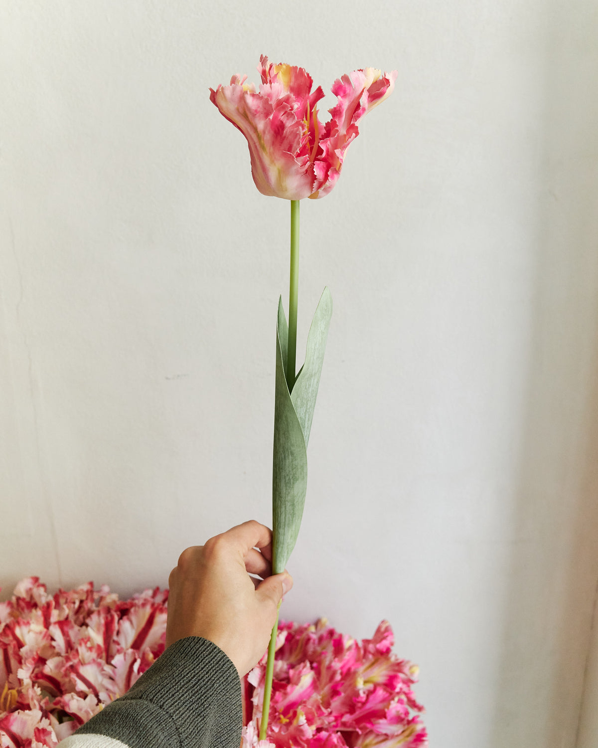COUTURE PARROT TULIP - PINK – held in hand