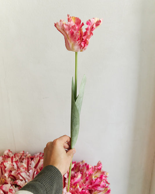 COUTURE PARROT TULIP - PINK – held in hand