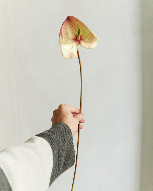 Anthurium - Champagne Pink – held in hand