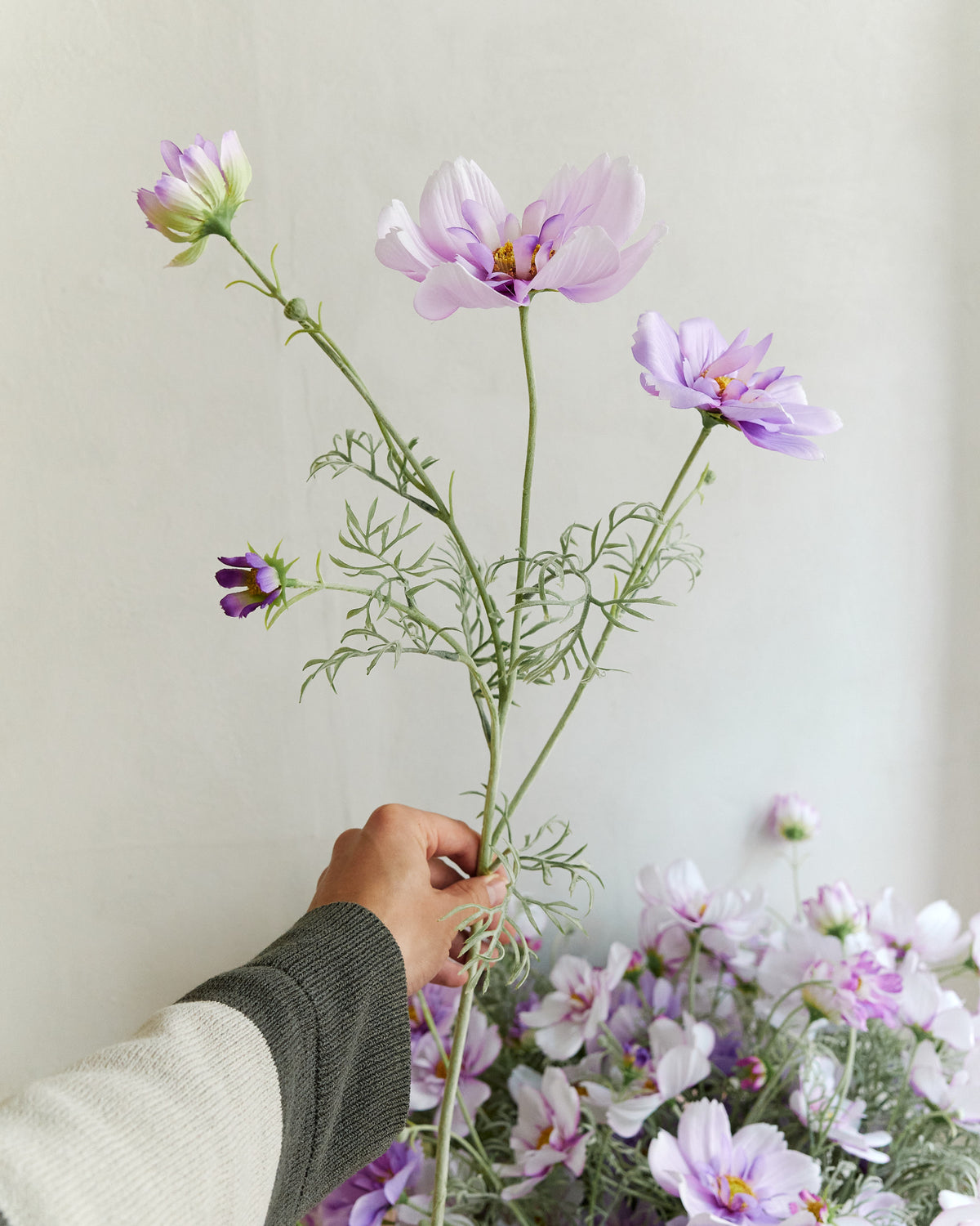 Cosmos - White Purple – held in hand