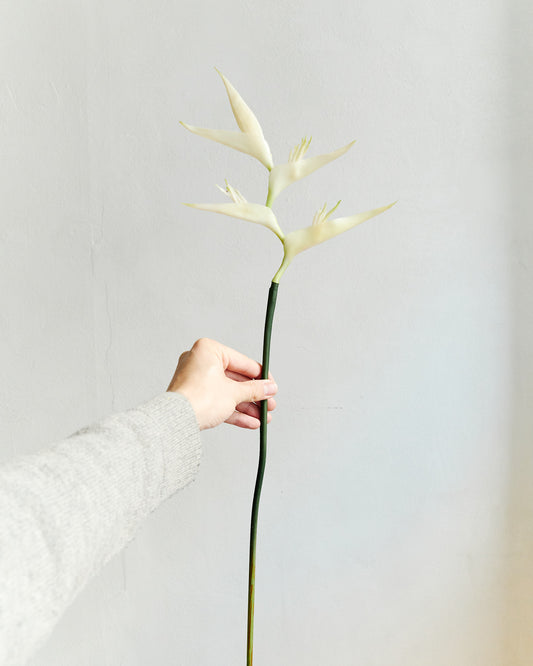 Bird of Paradise - White – held in hand