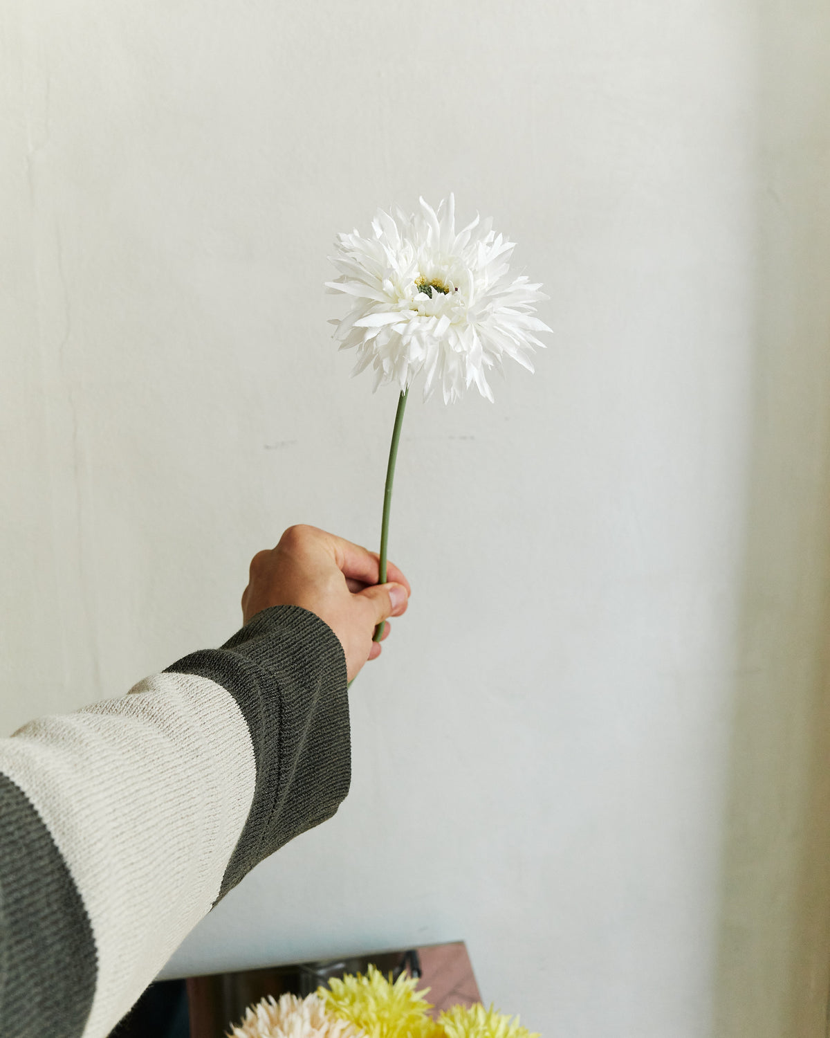 Gerbera - White – held in hand
