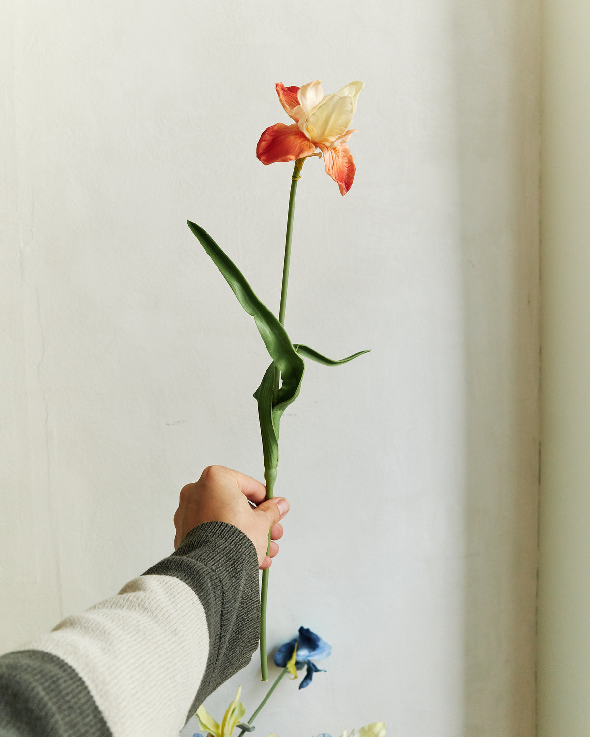 Louisiana Iris - Flame Orange – held in hand