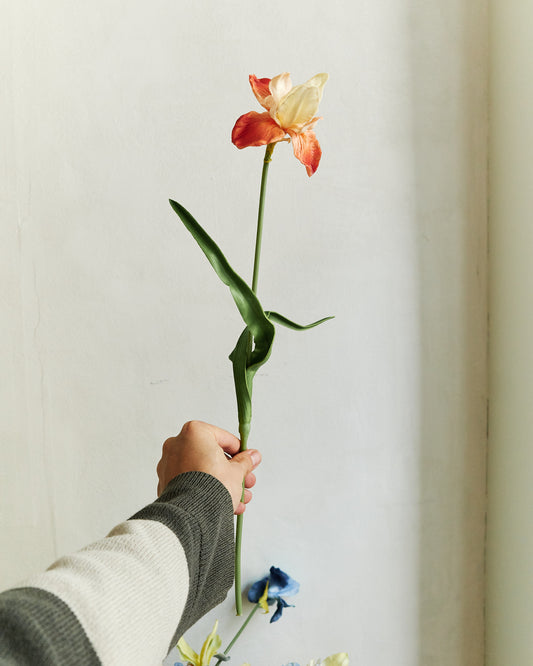 Louisiana Iris - Flame Orange – held in hand