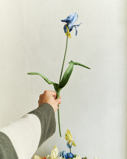 Louisiana Iris - Lake blue – held in hand