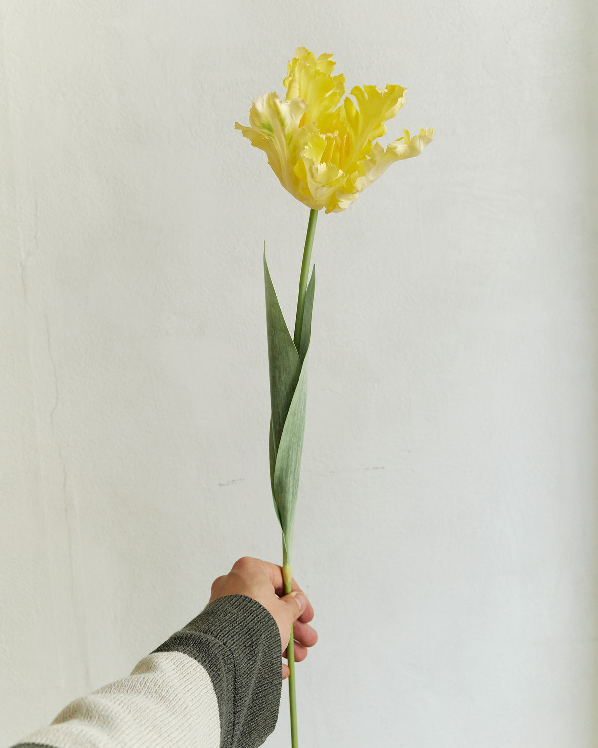 Couture Parrot Tulip - Yellow – held in hand