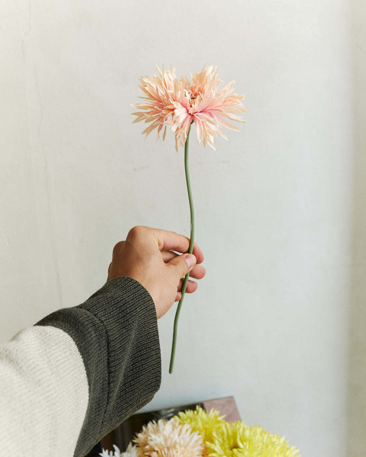 Gerbera - Pink – held in hand