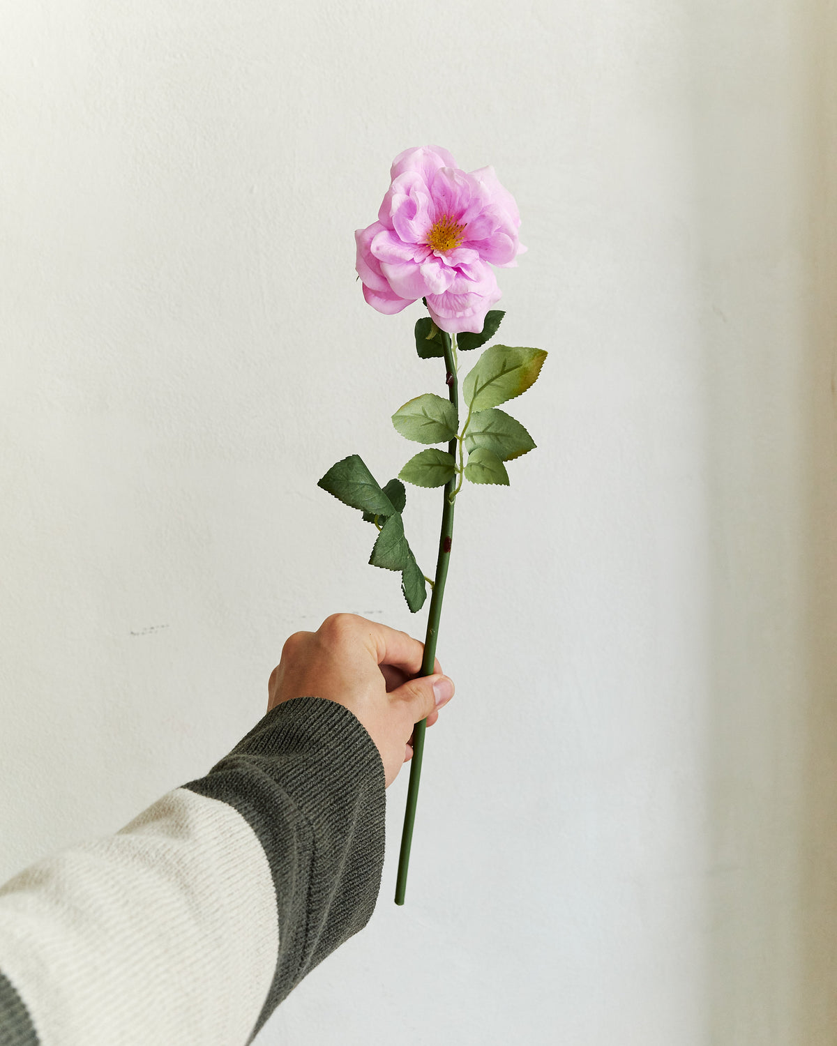 Tea Rose - Light Purple – held in hand