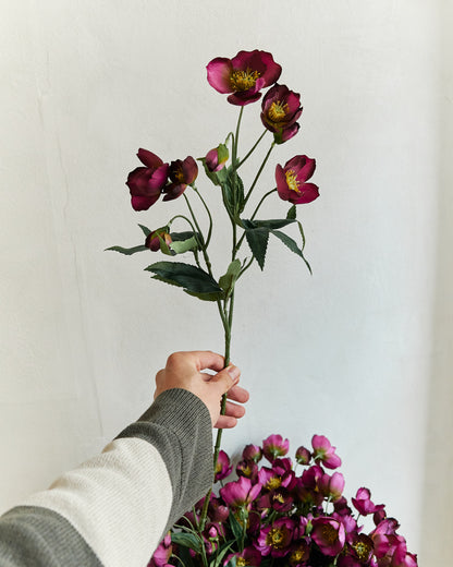 Helleborus - Bordeaux – held in hand