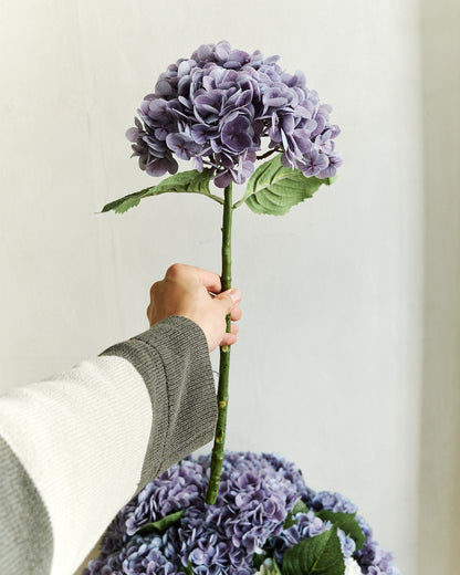 Hydrangea - Purple – held in hand