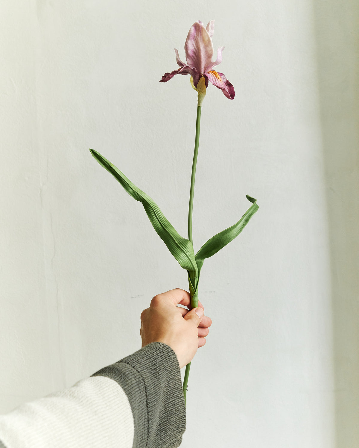 Louisiana Iris - Purple – held in hand