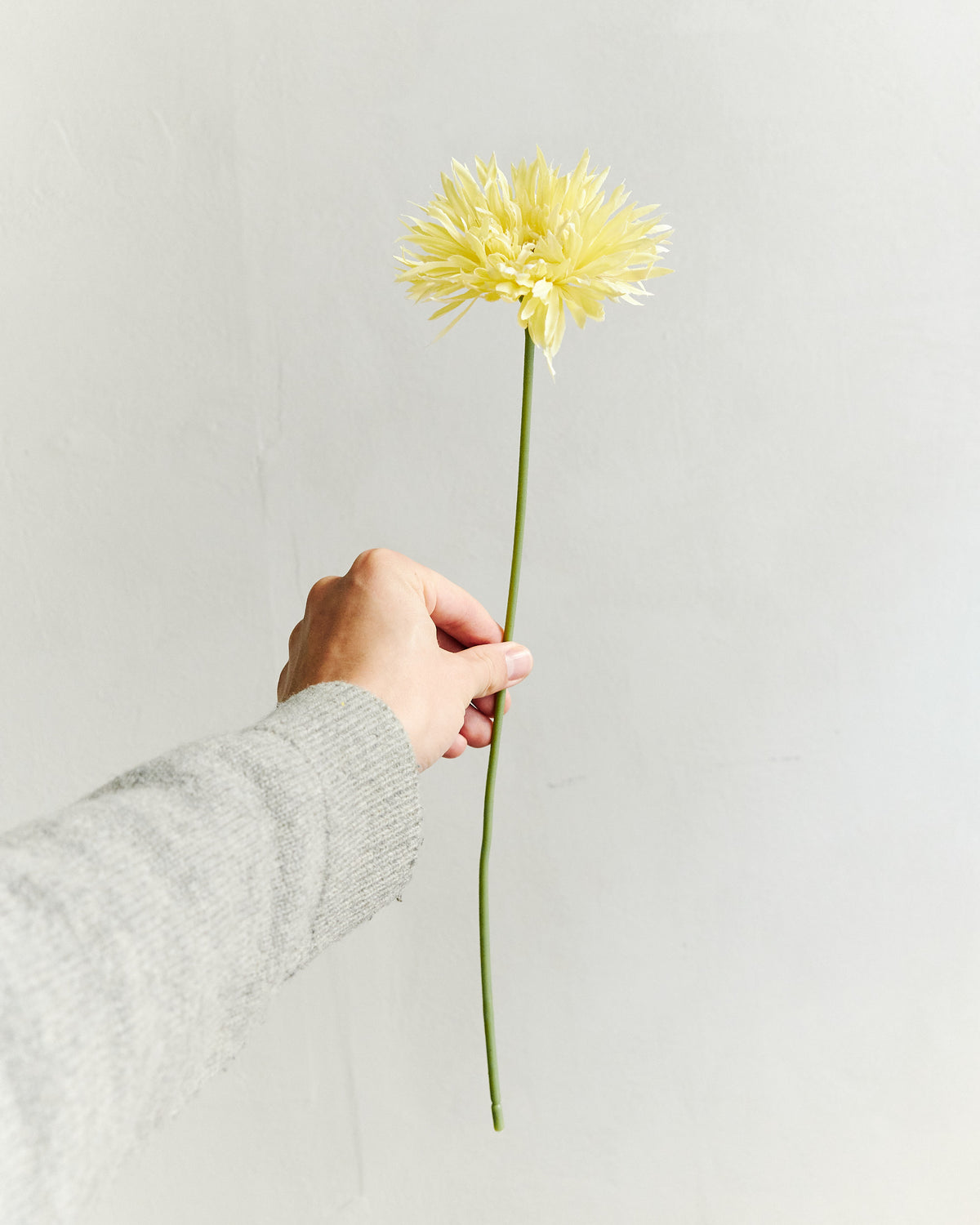 Gerbera - Light Yellow – held in hand