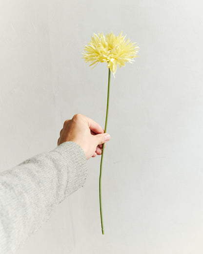 Gerbera - Light Yellow – held in hand