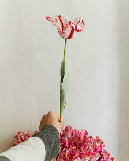 Couture Parrot Tulip - Red White – held in hand