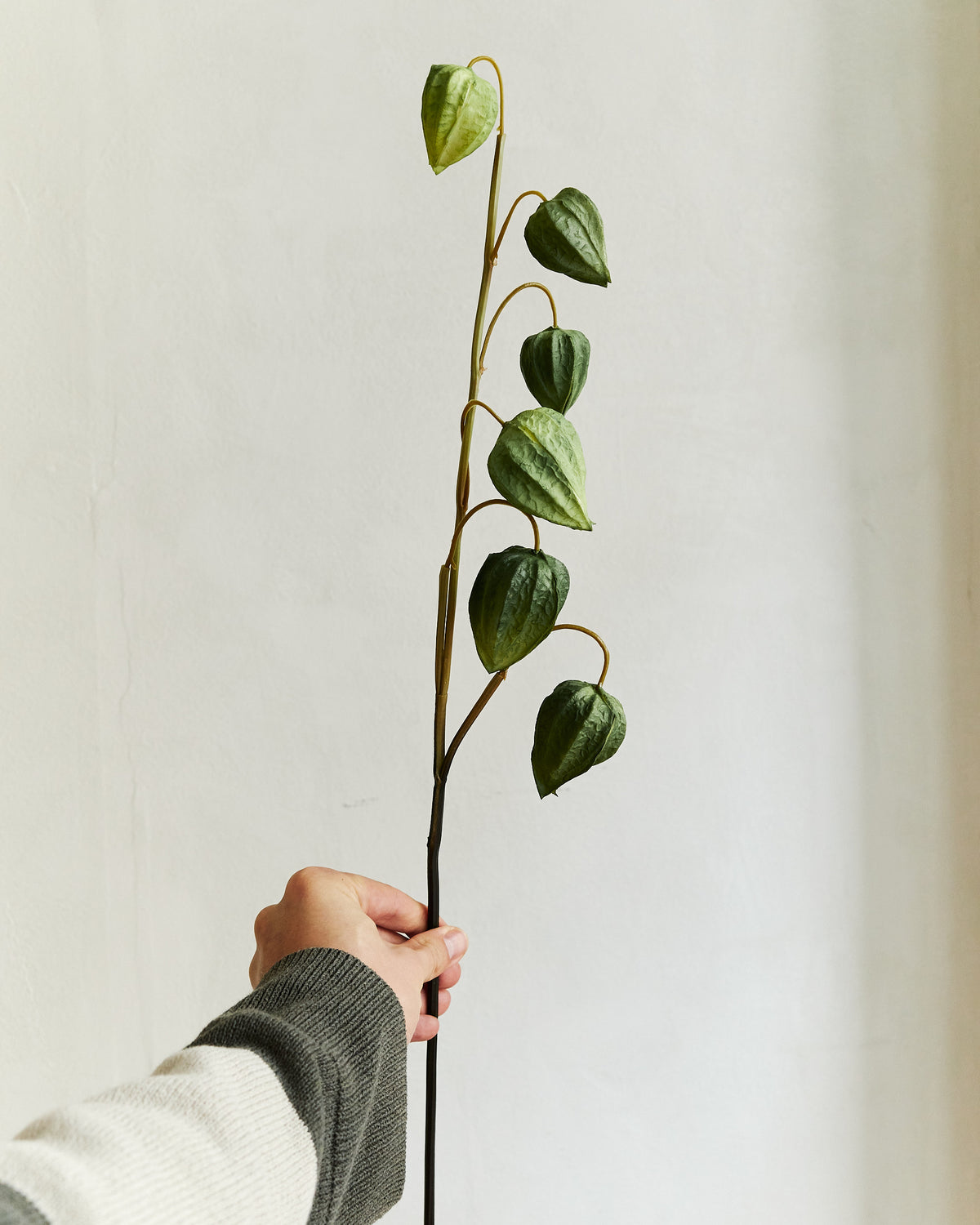 Physalis - Green – held in hand