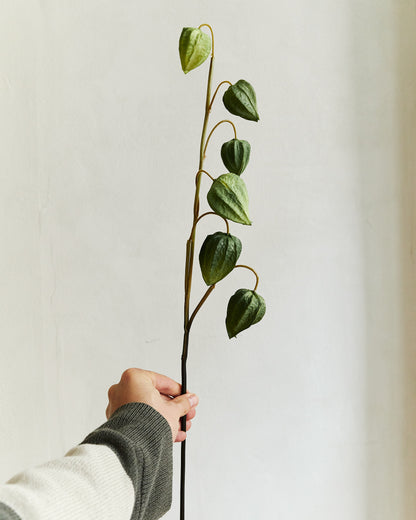 Physalis - Green – held in hand