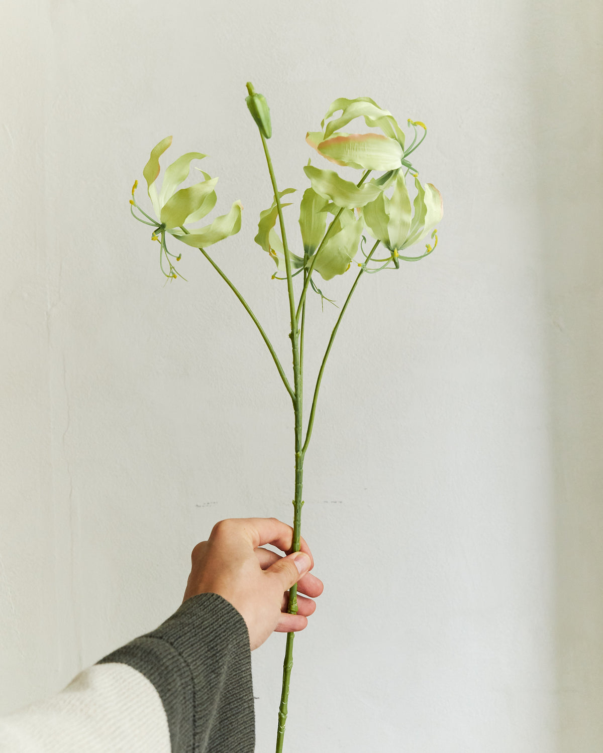 Gloriosa - Green – held in hand