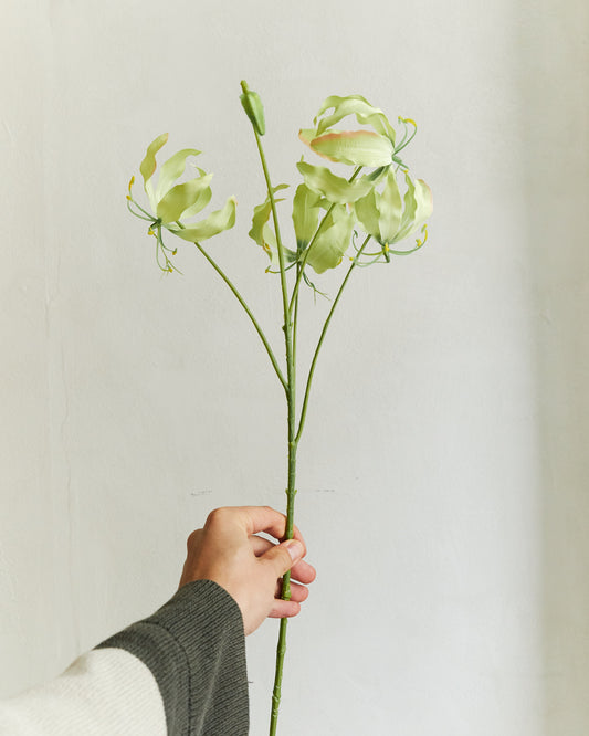 Gloriosa - Green – held in hand