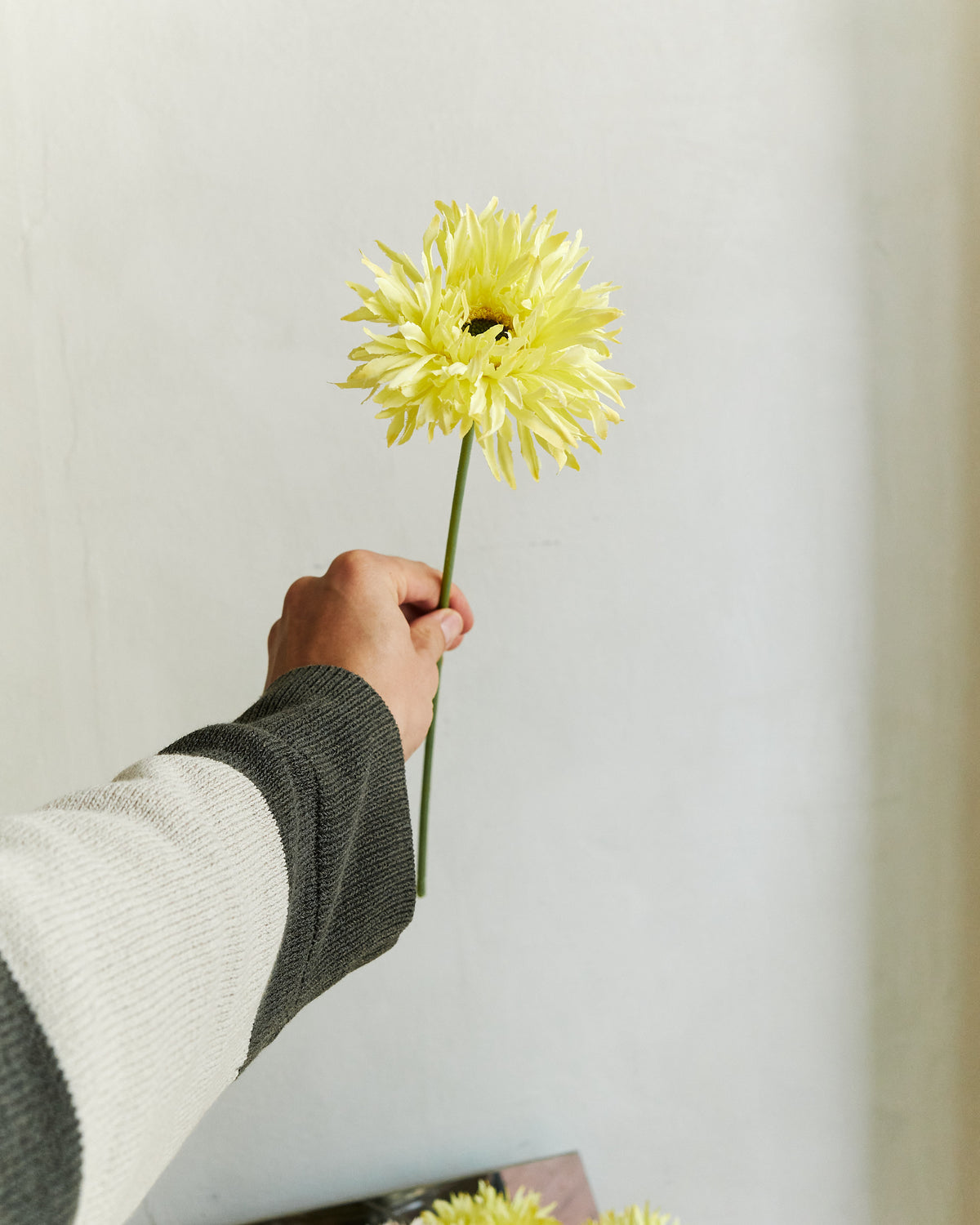 Gerbera - Lemon Yellow – held in hand