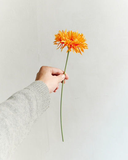 Gerbera - Orange – held in hand