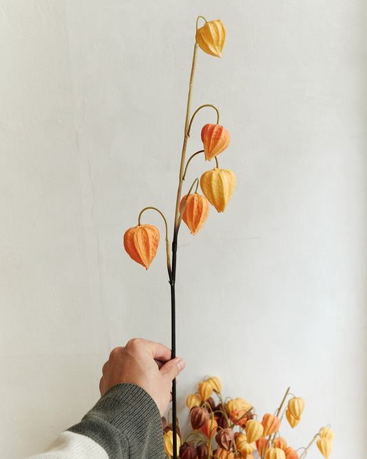 Physalis - Yellow Orange – held in hand
