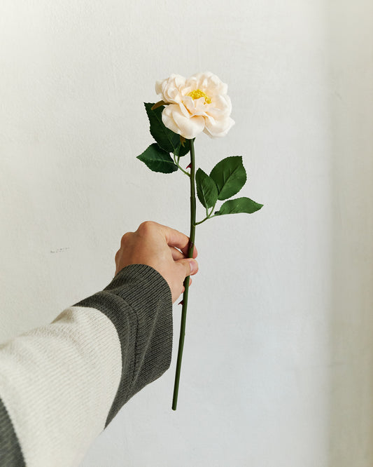 Tea Rose - Champagne White – held in hand