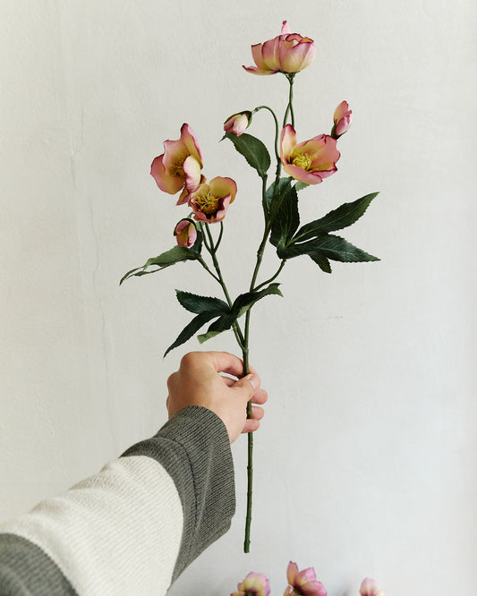 HELLEBORUS - PINK – held in hand