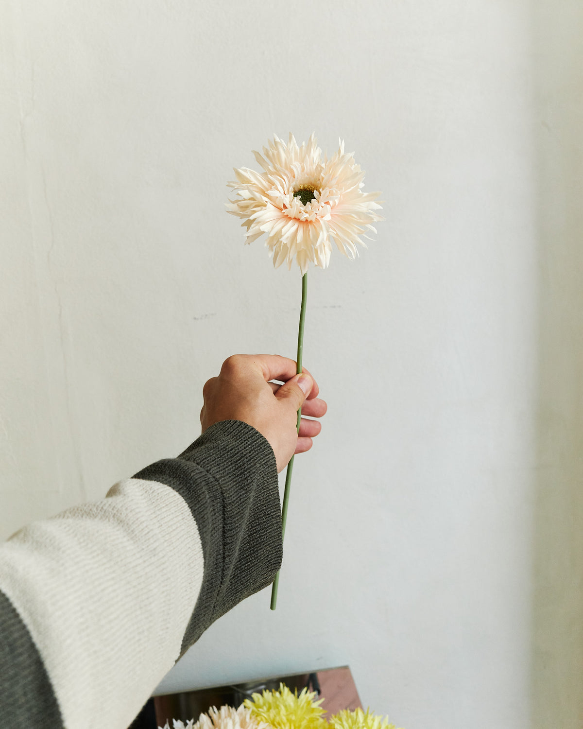 Gerbera - Cream Powder – held in hand
