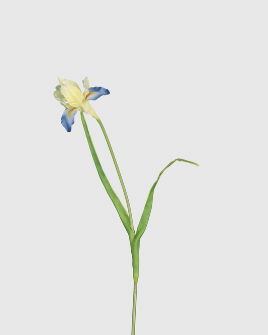 Louisiana Iris - Lake blue