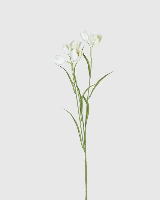 Fritillaria - Cream