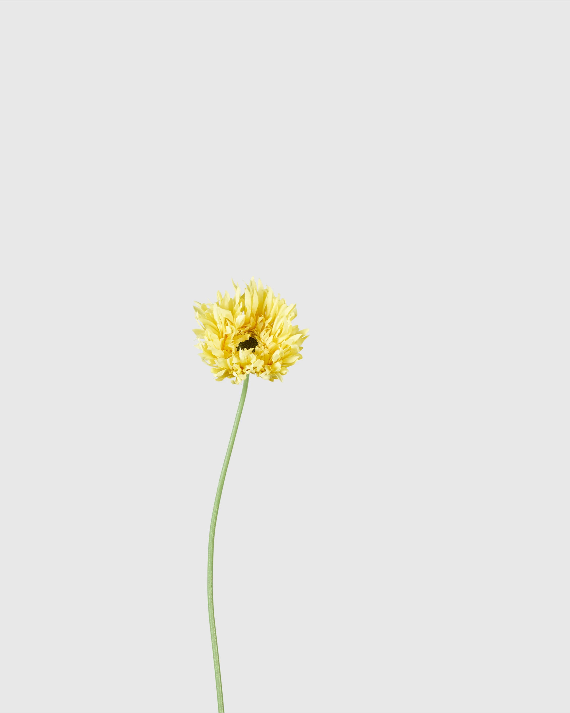 Gerbera - Lemon Yellow