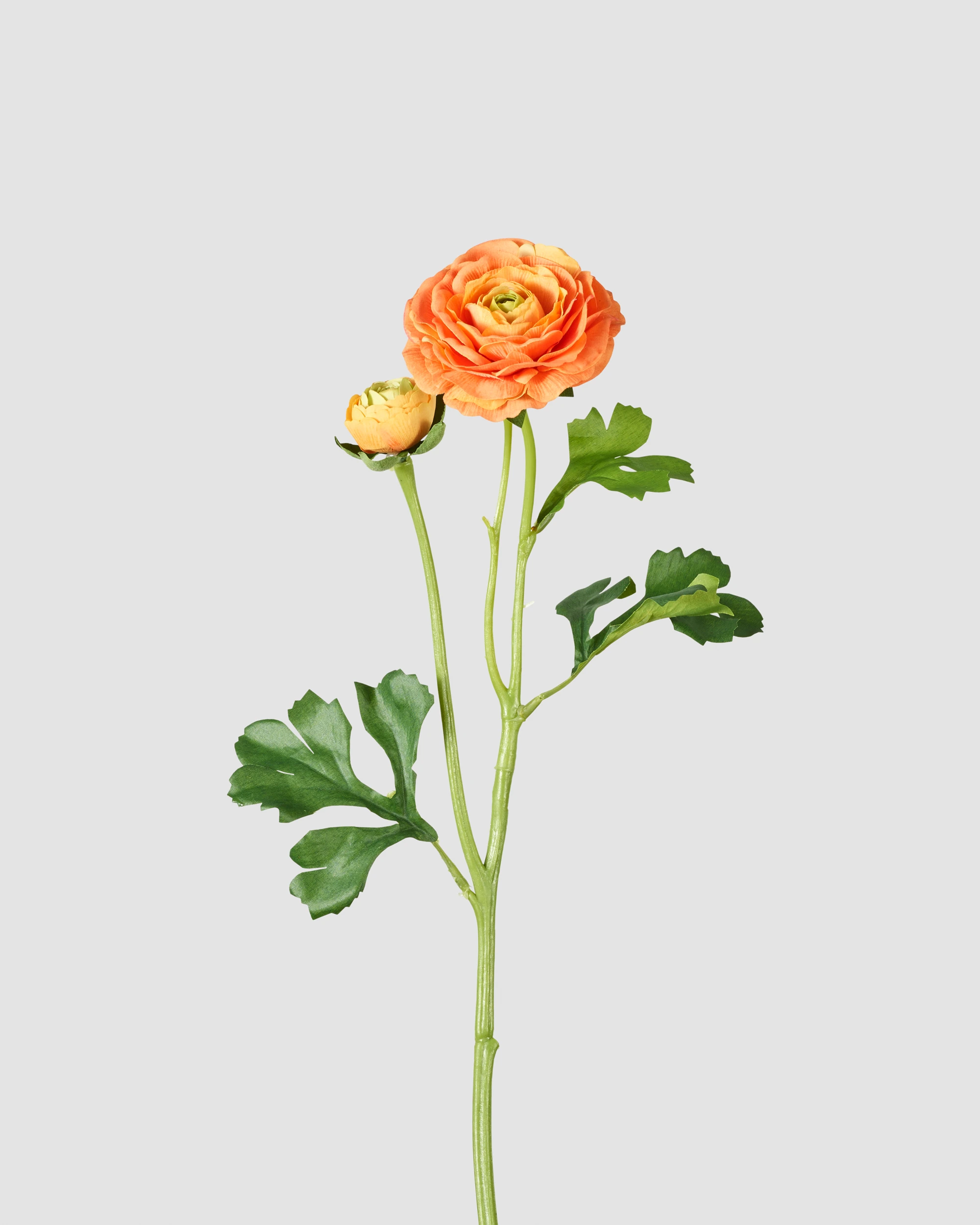 Peony - Orange